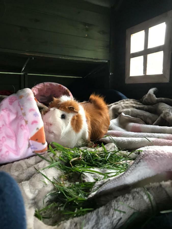 Tailor Made Tekapo Accommodation - Hostel เลคเทคาโป ภายนอก รูปภาพ